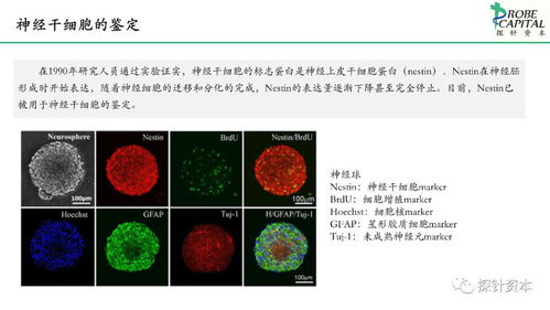 神經(jīng)干細(xì)胞與人體干細(xì)胞技術(shù) 開發(fā)現(xiàn)狀與應(yīng)用前景簡述