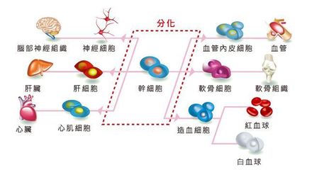 干細(xì)胞注射抗衰老的科學(xué)依據(jù)與應(yīng)用挑戰(zhàn) 如何實現(xiàn)精準(zhǔn)分化？